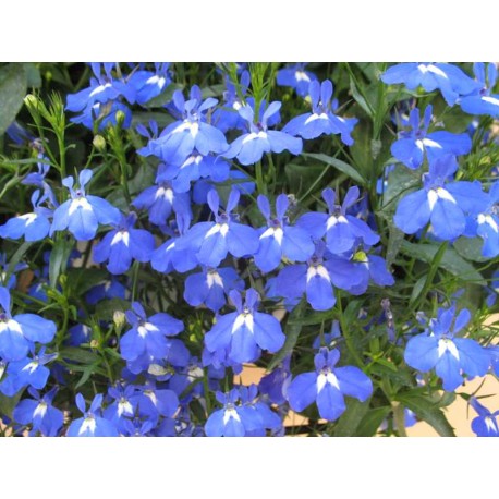 Lobelia Oil 2 oz